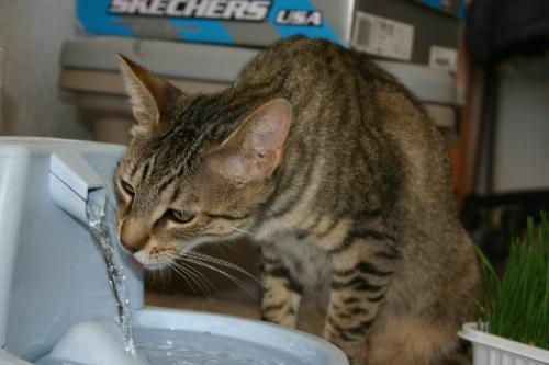 Drinkwell Original Pet Fountain