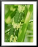 41KYlew oRL. SL160  Miscanthus Sinensis Zebrinus , Perennial Grass Photography Framed Art Poster Print by Mark Bolton, 31x39