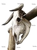 'Skull Isolated' Wall Decal - 27"W x 36"H Removable Graphic