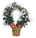 Jasmine Wreath Topiary Sympathy Plant
