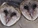 Barn Owl Faces, Tyto Alba, a Threatened Species, North America Photographic Poster Print by Joe McDonald, 40x30