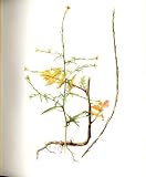 Perrin Ltd Ed 1914 Flowering Plant Hedge Mustard