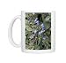 Photo Mugs of Oyster plant growing on strandline from Ardea Wildlife Pets