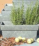 Review Grand Illusions  / Zinc Window Box - Medium