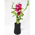 BUY : 9GreenBox - Live Spiral 5 Style Lucky Bamboo Arrange w/ Orchid & Ceramic Vase