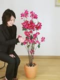 光触媒 観葉植物 ブーゲンビリア 120cm
