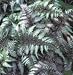Athyrium niponicum var. 'Pictum' - Japanese Painted Fern