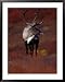 Barren Ground Caribou Bull with Velvet Covered Antlers Set against the Fall Tundra, Alaska Animals Framed Art Poster Print by Momatiuk & Eastcott, 31x39