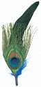 Natural Feather Pick - 3PK/Peacock