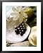 Black Pearl Farming at Hinano Pearl Farm, Fakarava, Tuamotus, French Polynesia Framed Art Poster Print by Michele Westmorland, 25x31
