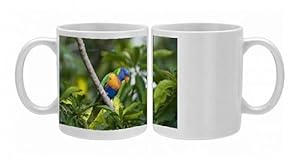 Rainbow Lorikeet feeding Photo Mugs