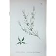 SOWERBY PLANTS c1902 STALKED FRUITED HORNED PONDWEED