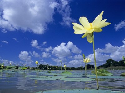 American Lotus, in Flower, Welder Wildlife Refuge, Rockport, Texas, USA Places Photographic Poster Print by Rolf Nussbaumer, 16x12
