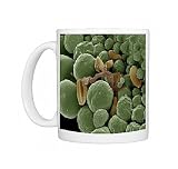 LRDS-126 Germination showing pollen tube in Lilly Photo Mugs