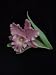 Lenox Garden Flower Set -Cattleya Orchid