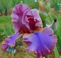 Cantina Tall Bearded German Iris 1 Bulb