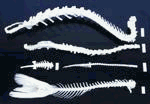 C&A Scientific Skeleton, Spinal Column Comparison