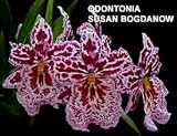 Odontonia Susan Bogdanow 'Purple Rain' 1692H