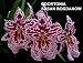 Odontonia Susan Bogdanow 'Purple Rain' 1692H