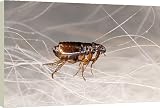 Box Canvas Print of SPH-116 CAT FLEA - crawling in cat fur from Ardea