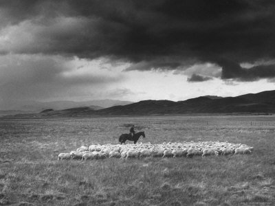Rancher Herding Sheep
