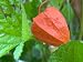 100 CHINESE LANTERN (Winter or Ground Cherry / Japanese Lantern) Physalis Alkekengi Flower Seeds