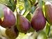 Pear (Pyrus Glou Morceau), Close-up of Purple Fruits Growing on the Tree Photographic Poster Print by Susie Mccaffrey, 16x12