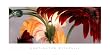 Gerbera Daisies I - Art Print (By Huntington Witherill) (Size: 36: x 18")