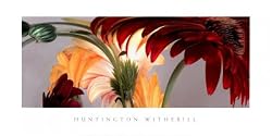Gerbera Daisies I - Art Print (By Huntington Witherill) (Size: 36: x 18")
