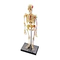 Learning Resources Human Skeleton Model