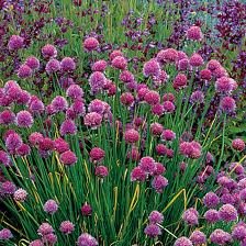 David's Organic Herb