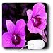 Flowers - Orchids - Mouse Pads Image