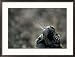 Tiger Nose and Whiskers, Qinhuangdao Zoo, Hebei Province, China Framed Photographic Poster Print by Raymond Gehman, 29x21