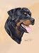 rottweiler8 - Rottweiler Rottie Playing Cards Art by Robert May