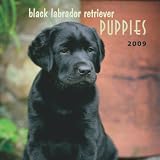Black Labrador Retrievers Puppies 2009 Calendar