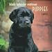Labrador Retriever Puppies, Black 2009 7X7 Mini Wall Calendar