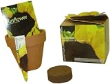 S.F. Imports GB-SUNFLOWER/MD Grow Your Own Medium Flower Kit, Sunflower