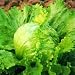 Great Lakes 118 Lettuce - 1,000 Seeds