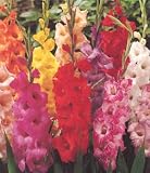 41Kj8DbW8IL. SL160  Cut Price Flower Bulbs