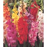10 JUMBO Mixed Gladiolus Flower Bulbs, 5 Feet Tall!