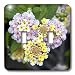 Taiche - Photography - Lantana - Lantana Macro - flower, flowers, lantana, plant, plants, shrub verbena, verbena - Light Switch Covers - double toggle switch