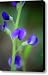 Blue False Indigo Canvas Print / Canvas Art - Artist Teresa Mucha