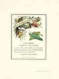 Cucumber Art Poster Print by James, 14x18 41KjSlTEf8L. SL160 Cucumber Art Poster Print by James, 14x18