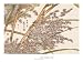 Bamboo - Fine Art Print - 40x30cm - Art247 Poster Print