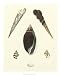 Knorr Shells VI - Art Print Poster 18 x 22 Image