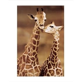 Two Giraffes Kissing