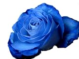 �A�N�A�u���[���[�Y�̉ԑ��@�{���w��(8�{)
