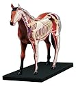 3-D Horse Anatomy Puzzle