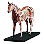 3-D Horse Anatomy Puzzle