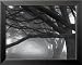 Cypresses, Skyline Drive, South San Francisco, 1996 Places Framed Art Poster Print by Mark Citret, 17x14